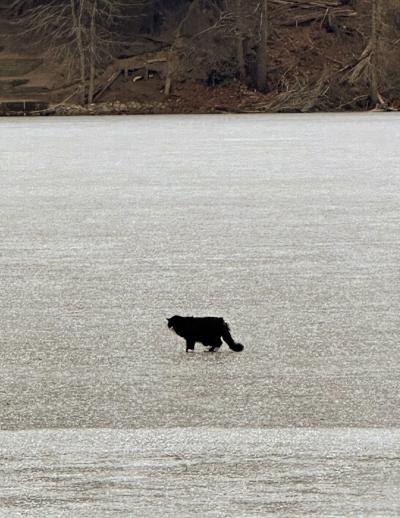 Tiki the senior blind cat out on the ice